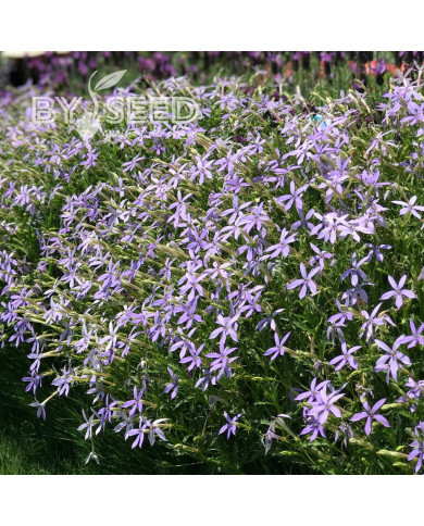 Laurentia (Isotoma) Starshine Blue (graines enrobées)