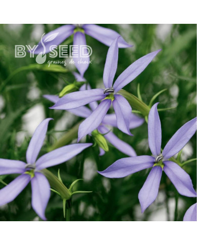Laurentia (Isotoma) Starshine Blue (graines enrobées)