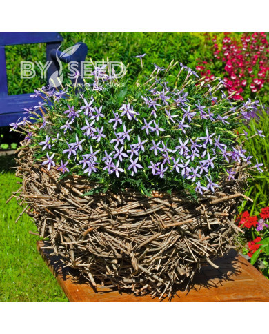 Laurentia (Isotoma) Starshine Blue (graines enrobées)