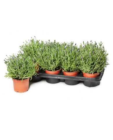 Lavande Cleo-Patio®