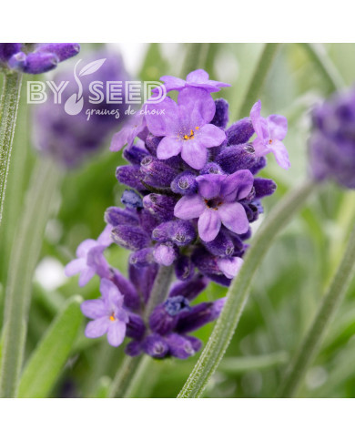 Lavande Cleo-Patio®