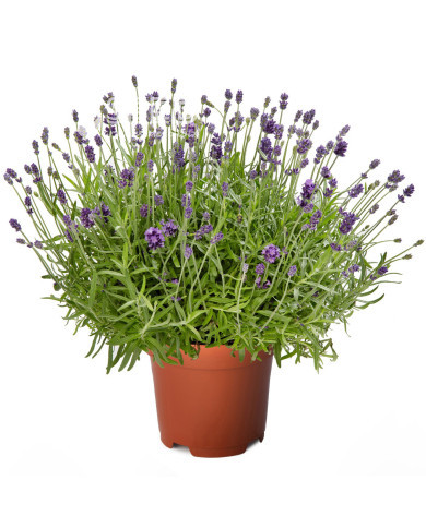 Lavande Cleo-Patio®