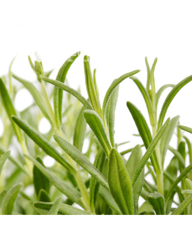 Lavande Cleo-Patio®