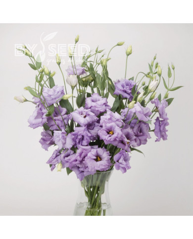 Lisianthus ABC F1 Lavender (2-3)