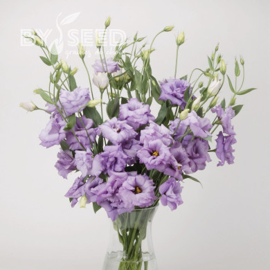 Lisianthus ABC F1 Lavender (2-3)