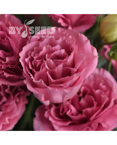 Lisianthus ABC F1 Rose (3)