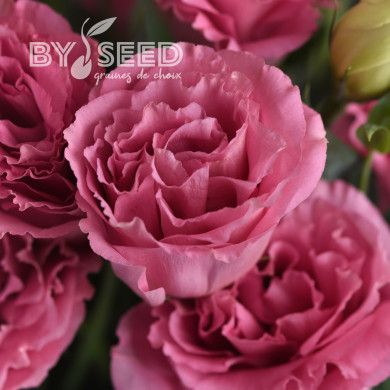 Lisianthus ABC F1 Rose (3)