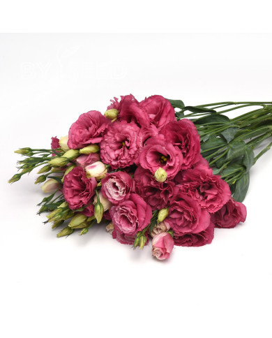 Lisianthus Can Can F1 Carmine Rose (2-2,5)