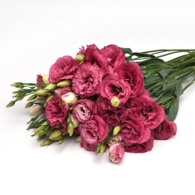 Lisianthus Can Can F1 Carmine Rose (2-2,5)
