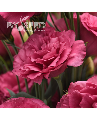 Lisianthus Can Can F1 Carmine Rose (2-2,5)