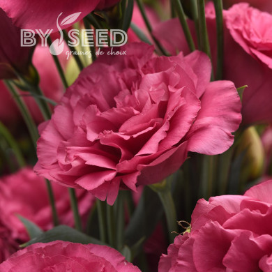 Lisianthus Can Can F1 Carmine Rose (2-2,5)