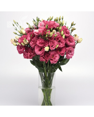 Lisianthus Can Can F1 Carmine Rose (2-2,5)