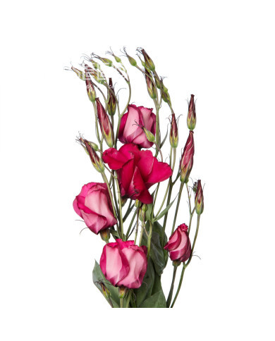 Lisianthus F1 Adom Deep Red III (graines enrobées)