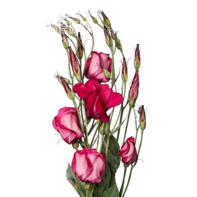 Lisianthus F1 Adom Deep Red III (graines enrobées)