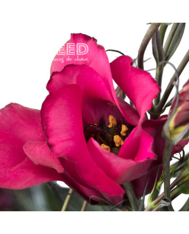 Lisianthus F1 Adom Deep Red III (graines enrobées)