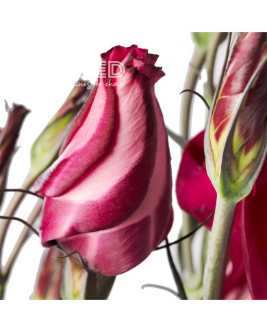 Lisianthus F1 Adom Deep Red III (graines enrobées)