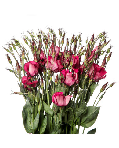 Lisianthus F1 Adom Deep Red III (graines enrobées)