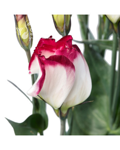 Lisianthus F1 Adom Red Picotee III (graines enrobées)