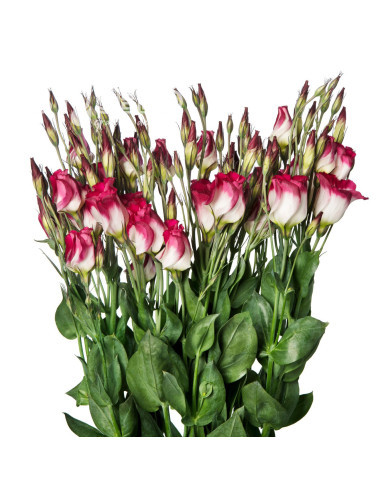 Lisianthus F1 Adom Red Picotee III (graines enrobées)