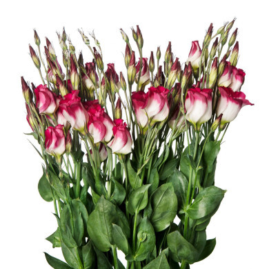 Lisianthus F1 Adom Red Picotee III (graines enrobées)