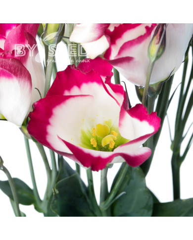 Lisianthus F1 Adom Red Picotee III (graines enrobées)