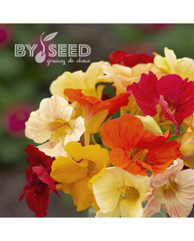 Capucine naine Tip Top Formula Mixture