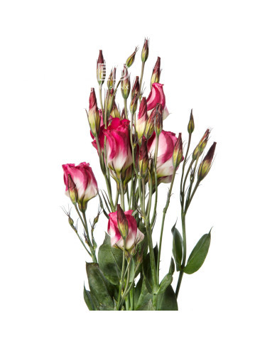 Lisianthus F1 Adom Red Picotee III (graines enrobées)