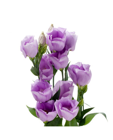 Lisianthus F1 Carice Lavender III (graines enrobées)