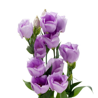 Lisianthus F1 Carice Lavender III (graines enrobées)
