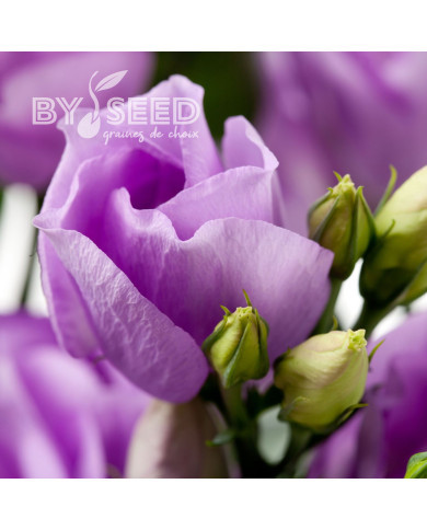 Lisianthus F1 Carice Lavender III (graines enrobées)