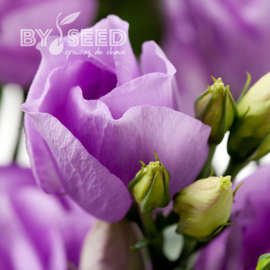Lisianthus F1 Carice Lavender III (graines enrobées)