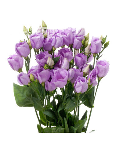 Lisianthus F1 Carice Lavender III (graines enrobées)
