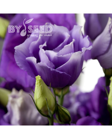 Lisianthus F1 Cessna Blue III (graines enrobées)