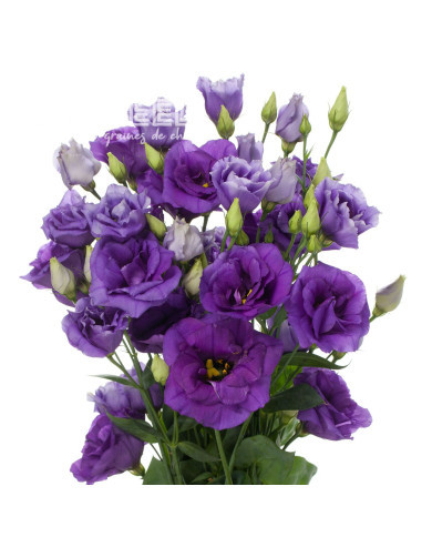 Lisianthus F1 Cessna Blue III (graines enrobées)