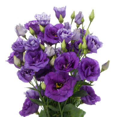 Lisianthus F1 Cessna Blue III (graines enrobées)