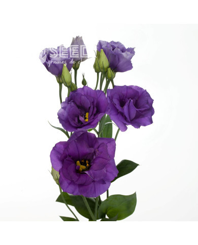 Lisianthus F1 Cessna Blue III (graines enrobées)