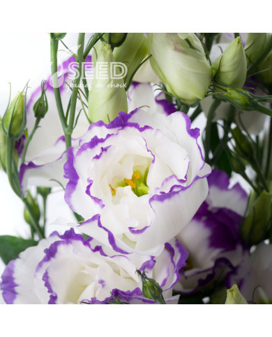 Lisianthus F1 Cessna Blue Picotee III (graines enrobées)