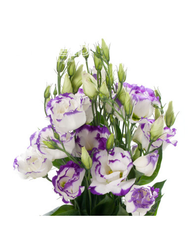 Lisianthus F1 Cessna Blue Picotee III (graines enrobées)