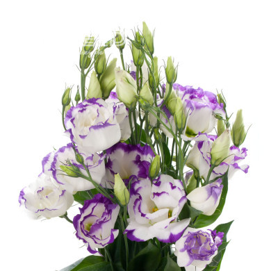 Lisianthus F1 Cessna Blue Picotee III (graines enrobées)