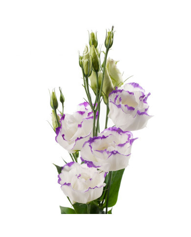 Lisianthus F1 Cessna Blue Picotee III (graines enrobées)