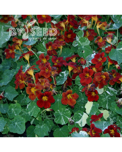 Capucine naine Velvet Troika