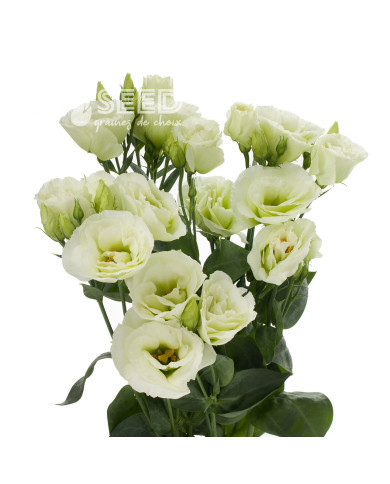 Lisianthus F1 Cessna Green III (graines enrobées)