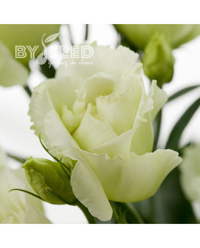 Lisianthus F1 Cessna Green III (graines enrobées)