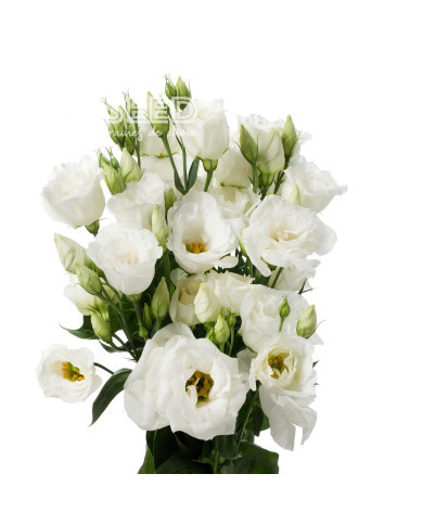Lisianthus F1 Cessna Pure White III (graines enrobées)