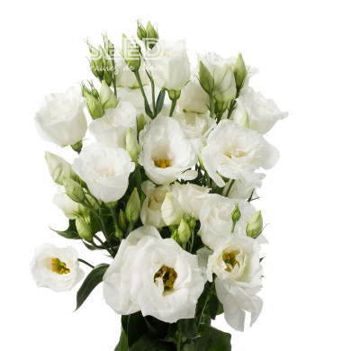 Lisianthus F1 Cessna Pure White III (graines enrobées)