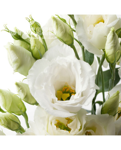 Lisianthus F1 Cessna Pure White III (graines enrobées)