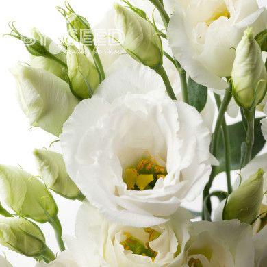 Lisianthus F1 Cessna Pure White III (graines enrobées)