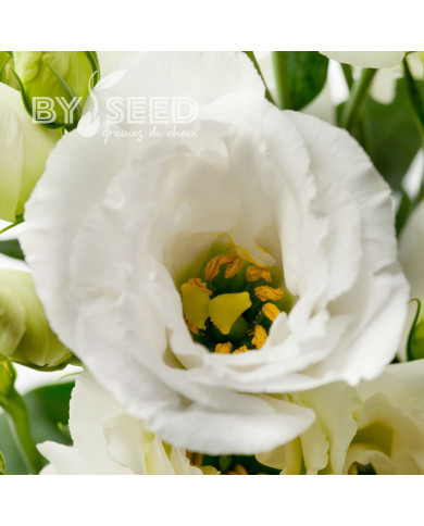Lisianthus F1 Cessna Pure White III (graines enrobées)