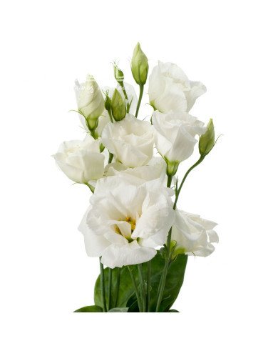 Lisianthus F1 Cessna Pure White III (graines enrobées)