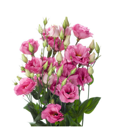 Lisianthus F1 Cessna Rose III (graines enrobées)